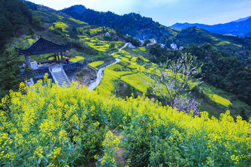 安徽,歙縣,石潭,下汰村,春天,油菜花,爛漫