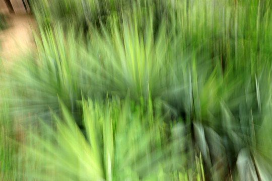 劍麻紋理