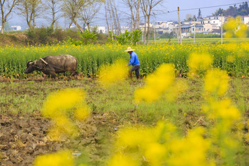 安徽,黟縣,盧村,古村,民居