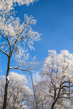 林海,雪原,大雪,晨霧,霧凇,潔白,純凈,童話,夢幻,寒冷