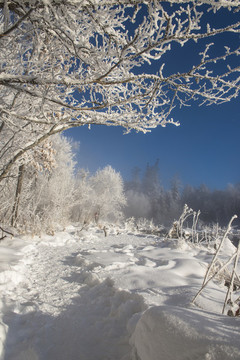 林海,雪原,大雪,晨霧,霧凇,潔白,純凈,童話,夢(mèng)幻,寒冷