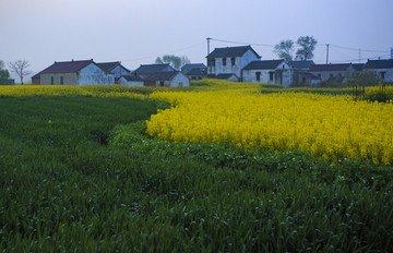 江蘇,興化,水鄉(xiāng),鄉(xiāng)村,早晨,油菜花,春天