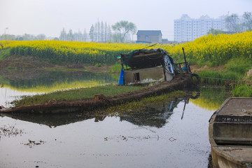 江蘇,興化,水鄉(xiāng),鄉(xiāng)村,早晨,油菜花,春天