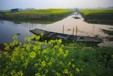 江蘇,興化,水鄉(xiāng),鄉(xiāng)村,早晨,油菜花,春天