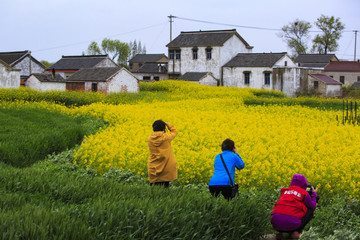 江蘇,興化,水鄉(xiāng),鄉(xiāng)村,早晨,油菜花,春天