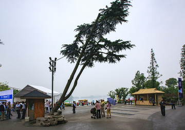 江蘇,南京,玄武湖,公園,綠化,樹木,道路