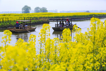 江蘇,姜堰市,興化,油菜花,風(fēng)光,春天,船