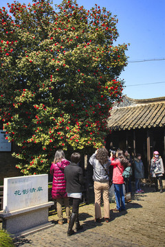 江蘇,姜堰市,溱潼古鎮(zhèn),古建筑,古韻