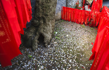 江蘇,姜堰市,溱潼古鎮(zhèn),古建筑,古韻