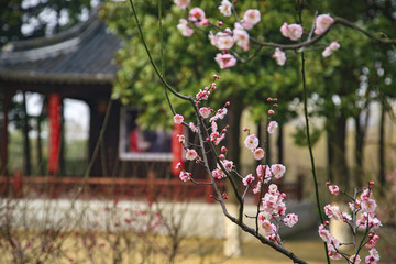 江蘇,泰州,李中水上森林,景區(qū),二月蘭,春天,白鷺,樹林