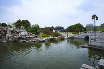 江蘇,泰州,李中水上森林,景區(qū),二月蘭,春天,白鷺,樹林