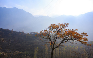 河南,林州,太行山,石板巖,峽谷,秋色,山