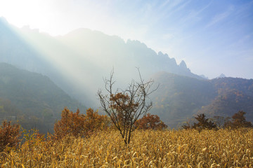 河南,林州,太行山,石板巖,峽谷,秋色,山
