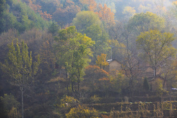 河南,林州,太行山,石板巖,峽谷,秋色,山