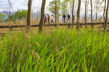 浙江,臺州,臨海,三江濕地公園,生態(tài),自然,道路,綠色,春天,青草