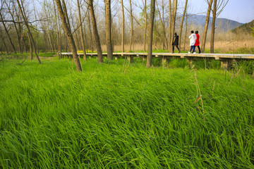 浙江,臺州,臨海,三江濕地公園,生態(tài),自然,道路,綠色,春天,青草