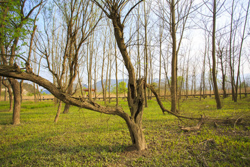 浙江,臺州,臨海,三江濕地公園,生態(tài),自然,道路,綠色,春天,青草