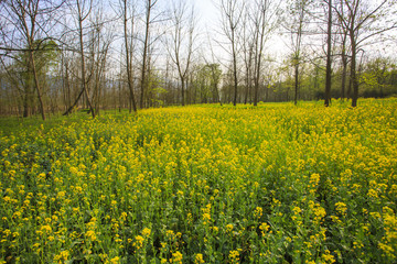 浙江,臺州,臨海,三江濕地公園,生態(tài),自然,道路,綠色,春天,青草