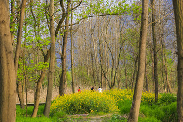浙江,臺州,臨海,三江濕地公園,生態(tài),自然,道路,綠色,春天,青草