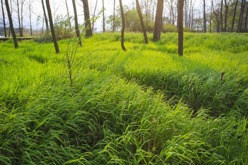 浙江,臺州,臨海,三江濕地公園,生態(tài),自然,道路,綠色,春天,青草