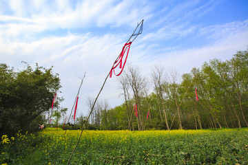 浙江,臺州,臨海,三江濕地公園,生態(tài),自然,道路,綠色,春天,青草