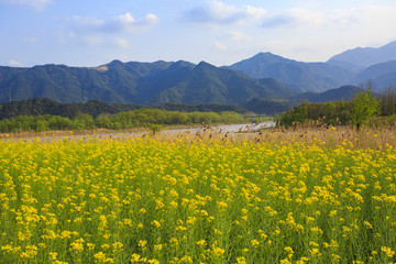 浙江,臺州,臨海,三江濕地公園,生態(tài),自然,道路,綠色,春天,青草