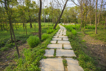 浙江,臺州,臨海,三江濕地公園,生態(tài),自然,道路,綠色,春天,青草