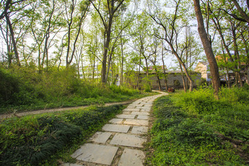 浙江,臺州,臨海,三江濕地公園,生態(tài),自然,道路,綠色,春天,青草