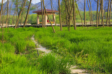 浙江,臺州,臨海,三江濕地公園,生態(tài),自然,道路,綠色,春天,青草