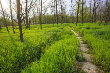 浙江,臺(tái)州,臨海,三江濕地公園,生態(tài),自然,道路,綠色,春天,青草