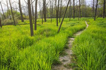浙江,臺州,臨海,三江濕地公園,生態(tài),自然,道路,綠色,春天,青草