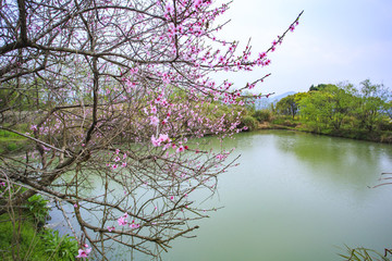 浙江,臺州,臨海,小溪鎮(zhèn),油菜花,小溪,稻田,春色,春天
