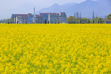 浙江,臺州,臨海,小溪鎮(zhèn),油菜花,小溪,稻田,春色,春天