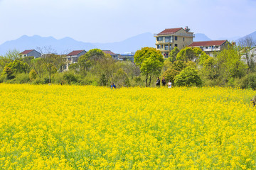 浙江,臺州,臨海,小溪鎮(zhèn),油菜花,小溪,稻田,春色,春天