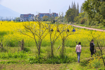 浙江,臺州,臨海,小溪鎮(zhèn),油菜花,小溪,稻田,春色,春天