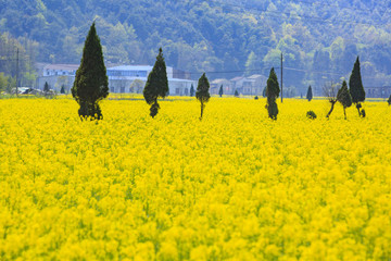 浙江,臺州,臨海,小溪鎮(zhèn),油菜花,小溪,稻田,春色,春天