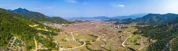 浙江,臺(tái)州,臨海,白水洋鎮(zhèn),上官村,桃花林。春天,桃源,鄉(xiāng)村,花海,陽光