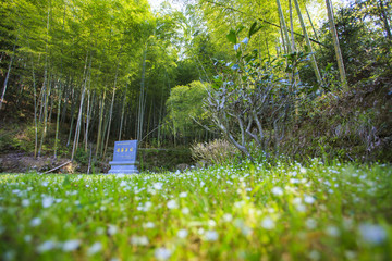 浙江,臺州,臨海,蓋竹山,蓋竹洞,蔣山村,雪嶺寺,茶,竹林