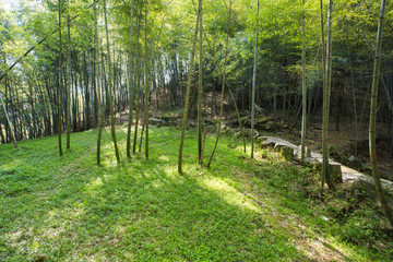 浙江,臺(tái)州,臨海,蓋竹山,蓋竹洞,蔣山村,雪嶺寺,茶,竹林