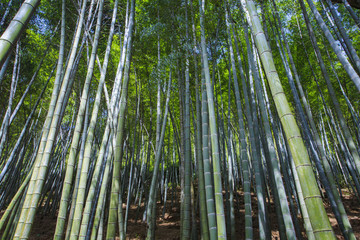 浙江,臺(tái)州,天臺(tái)縣,龍溪鄉(xiāng),鄉(xiāng)村,山村,老房子,田園
