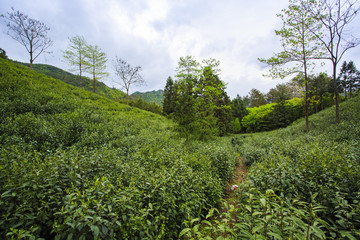 浙江,臺(tái)州,天臺(tái)縣,龍溪鄉(xiāng),鄉(xiāng)村,茶園,春茶,山坡