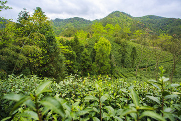 浙江,臺(tái)州,天臺(tái)縣,龍溪鄉(xiāng),鄉(xiāng)村,茶園,春茶,山坡