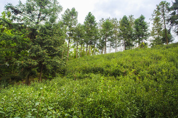 浙江,臺州,天臺縣,龍溪鄉(xiāng),鄉(xiāng)村,茶園,春茶,山坡