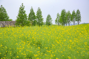 浙江,湖州,德清,下渚湖,濕地,船,生態(tài),游客