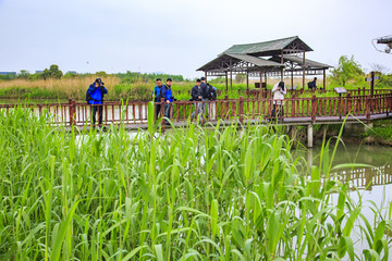 浙江,湖州,德清,下渚湖,濕地,船,生態(tài),游客