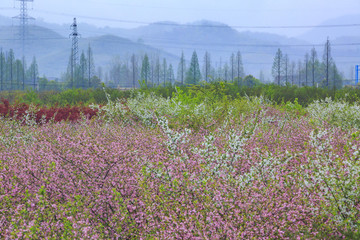 浙江,湖州,德清,莫干山,茶山,春天,清明