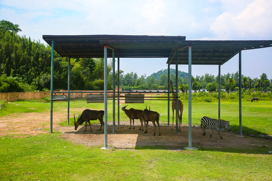 動(dòng)物園