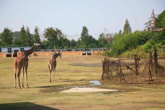 動(dòng)物園