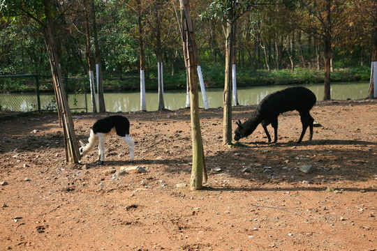 動(dòng)物園