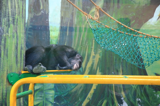 動物園